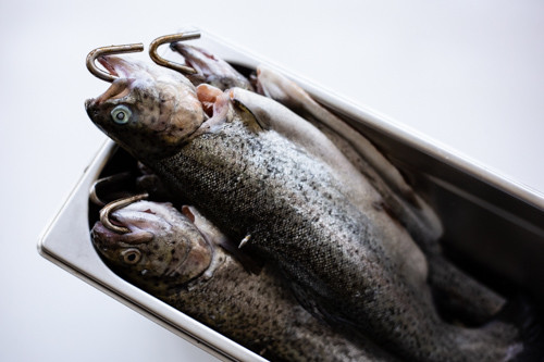 Forelle am Fischhaken